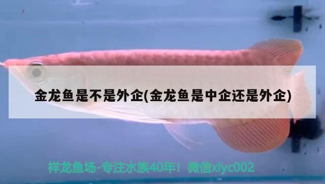 金龍魚是不是外企(金龍魚是中企還是外企)（金龍魚是不是外企的知識，而是外企）