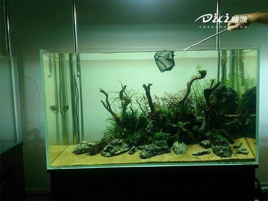 龍魚紅龍最好的品種是什么呢（龍魚紅龍最好的品種是什么呢圖片）（龍魚紅龍最好的品種是什么）