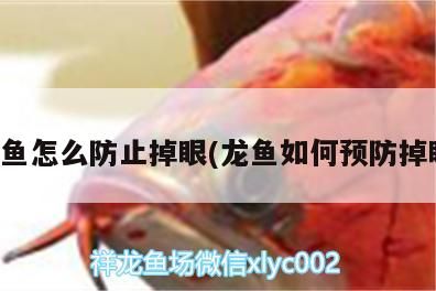 龍魚怎么防止掉眼(龍魚如何預防掉眼)（如何防止龍魚掉眼） 龍魚怎么防止掉眼(龍魚如何預防掉眼)（如何防止龍魚掉眼） 觀賞魚百科