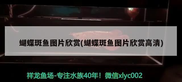 蝴蝶斑魚圖片欣賞(蝴蝶斑魚圖片欣賞高清)（蝴蝶斑魚圖片欣賞）