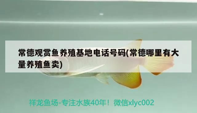 常德觀賞魚養殖電話號碼(常德哪里有大量養殖魚賣)（常德市觀賞魚養殖電話號碼：常德市觀賞魚養殖電話號碼）