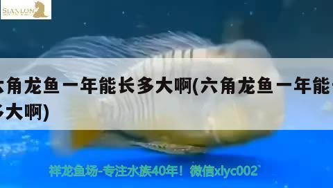 魚缸過濾器選購指南:自制魚缸過濾器魚缸上置過濾器對于養魚愛好者的必備知識 六角龍魚一年能長多大啊(六角龍魚一年能長多大啊)(六角恐龍魚一年能長多大) 觀賞魚百科 六角龍魚一年能長多大啊(六角龍魚一年能長多大啊)(六角恐龍魚一年能長多大) 六角龍魚一年能長多大啊(六角龍魚一年能長多大啊)(六角恐龍魚一年能長多大) 觀賞魚百科