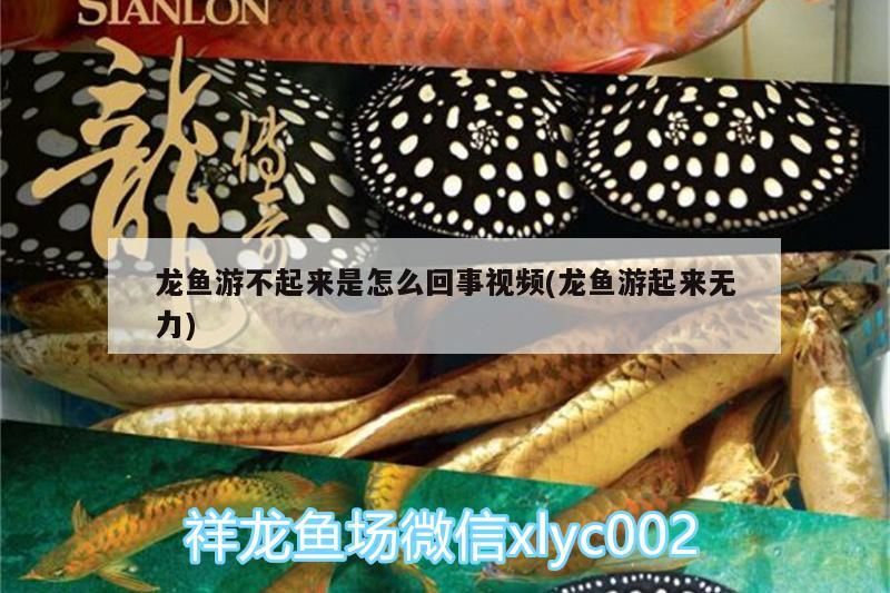 龍魚游不起來是怎么回事視頻(龍魚游起來無力)（龍魚游不起來怎么辦）