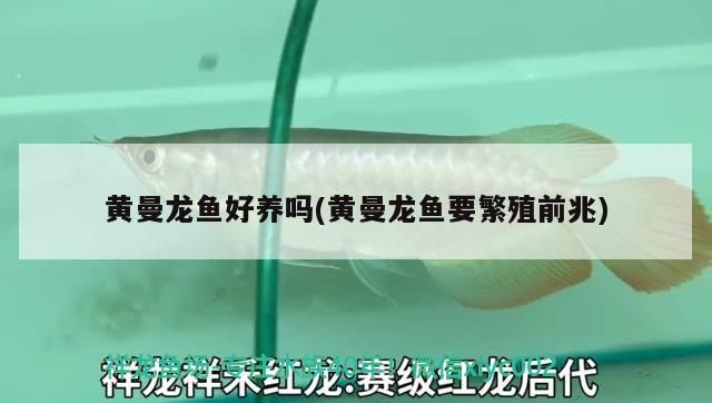 黃曼龍魚好養嗎(黃曼龍魚要繁殖前兆)（黃曼龍魚好養嗎）