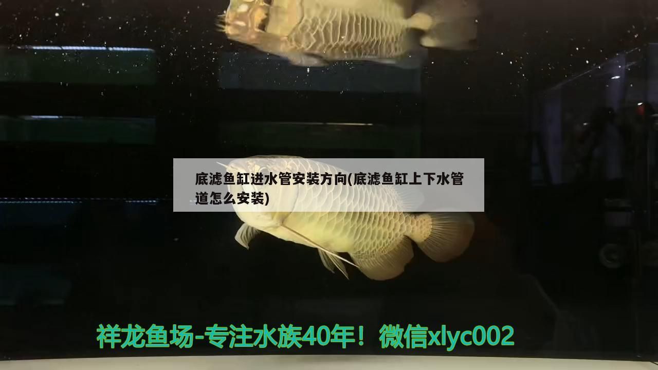 龍魚吃維生素會中毒嗎(龍魚中毒后有什么癥狀)