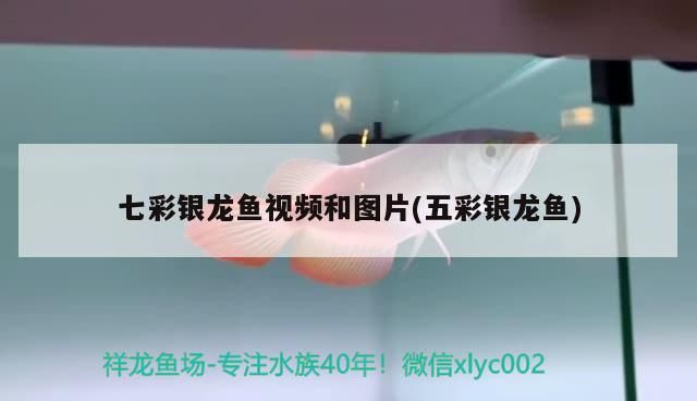 龍魚吃維生素會中毒嗎(龍魚中毒后有什么癥狀)