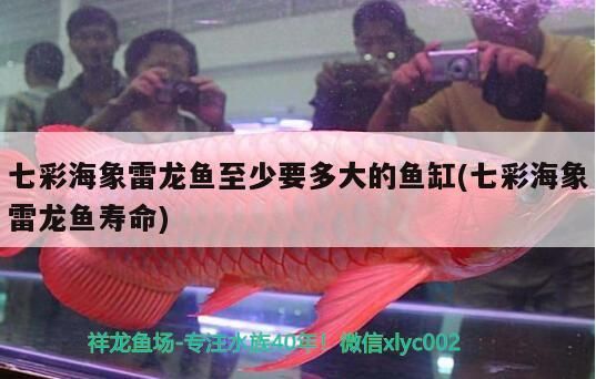 七彩海象雷龍魚至少要多大的魚缸(七彩海象雷龍魚壽命)（七彩海象雷龍魚至少要多大的魚缸）
