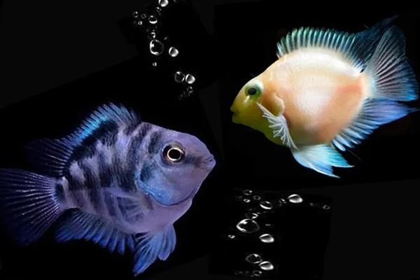 不同魚種適合的魚缸類型：熱帶魚缸尺寸選擇指南,魚缸過濾系統選購技巧