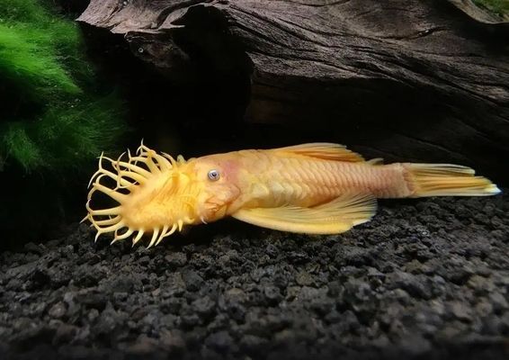 不同魚種適合的魚缸類型：熱帶魚缸尺寸選擇指南,魚缸過濾系統選購技巧
