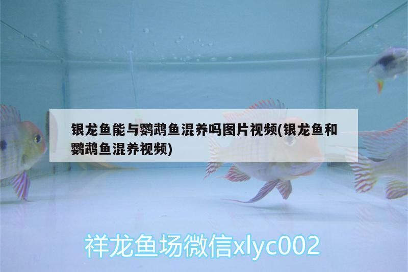 銀龍魚(yú)能與鸚鵡魚(yú)混養(yǎng)嗎圖片視頻(銀龍魚(yú)和鸚鵡魚(yú)混養(yǎng)視頻)（關(guān)于銀龍魚(yú)和鸚鵡魚(yú)混養(yǎng)的問(wèn)題）