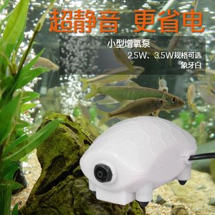 銀龍魚怎么發色好看呢（銀龍魚發色好看的方法）