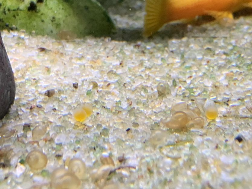 內江魚缸批發電話地址在哪里（內江市觀賞魚市場）（內江魚缸批發市場）