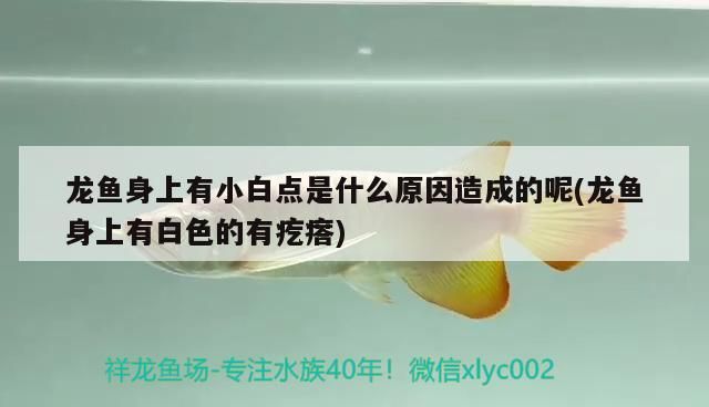 龍魚身上有小白點(diǎn)是什么原因造成的呢(龍魚身上有白色的有疙瘩)（祥龍魚身上有小白點(diǎn)是什么原因造成的）