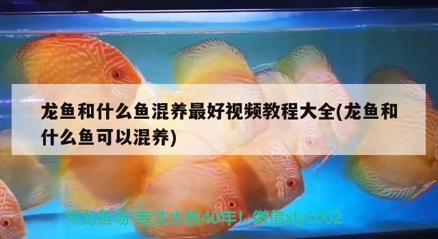 龍魚和什么魚混養最好視頻教程大全(龍魚和什么魚可以混養)（龍魚和什么魚可以混養）