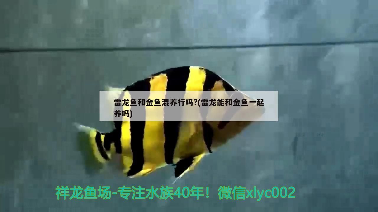 雷龍魚和金魚混養行嗎？(雷龍能和金魚一起養嗎)（雷龍魚和金魚和金魚混養行嗎） 雷龍魚和金魚混養行嗎？(雷龍能和金魚一起養嗎)（雷龍魚和金魚和金魚混養行嗎） 觀賞魚百科