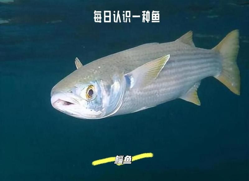 龍葵魚是什么魚（龍葵魚的產地有哪些龍葵魚的產地有哪些） 龍葵魚是什么魚（龍葵魚的產地有哪些龍葵魚的產地有哪些） 觀賞魚百科 第2張