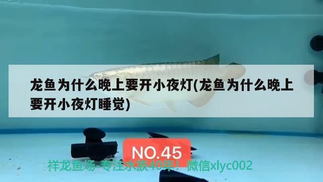 龍魚為什么晚上要開小夜燈(龍魚為什么晚上要開小夜燈睡覺)（龍魚為什么晚上要開小夜燈）