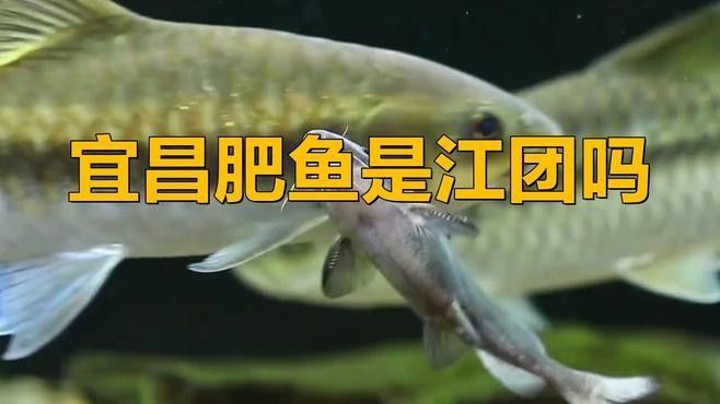 宜昌什么魚最出名（宜昌最出名的魚類——長江肥魚）