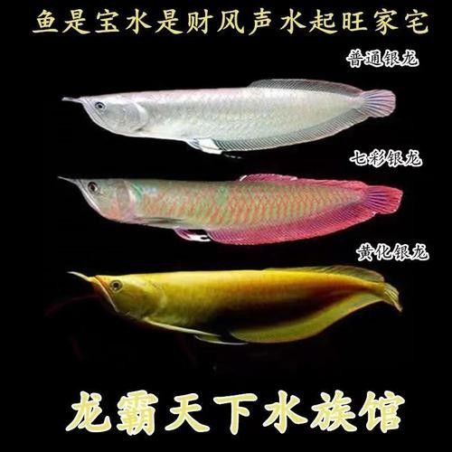 陵城龍魚屬于什么檔次（陵城龍魚怎么樣？）