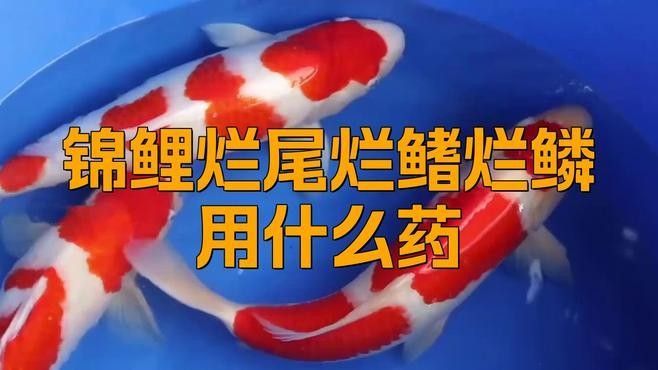 觀賞魚爛尾爛鰭爛鱗用什么藥（觀賞魚爛尾、爛鰭、爛鱗怎么治療）