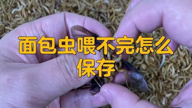 龍魚喂面包蟲要殺菌嗎（面包蟲喂食龍魚有哪些注意事項）