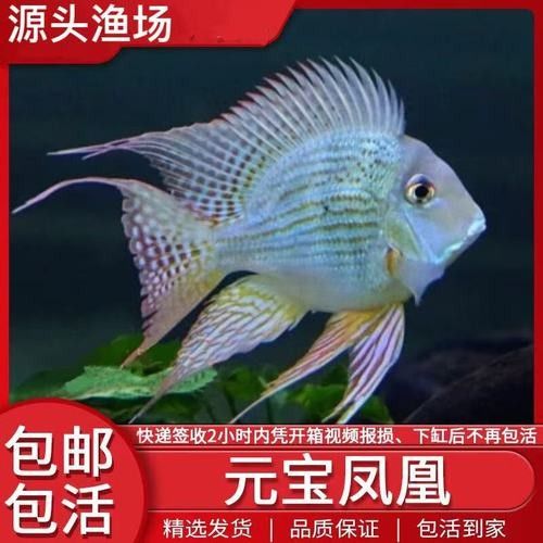 元寶鳳凰魚品牌（元寶鳳凰魚品牌的相關信息元寶鳳凰魚品牌的相關信息） 元寶鳳凰魚品牌（元寶鳳凰魚品牌的相關信息元寶鳳凰魚品牌的相關信息） 觀賞魚百科 第8張