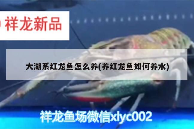 大湖系紅龍魚怎么養(yǎng)(養(yǎng)紅龍魚如何養(yǎng)水)（大湖系紅龍魚怎么養(yǎng)）