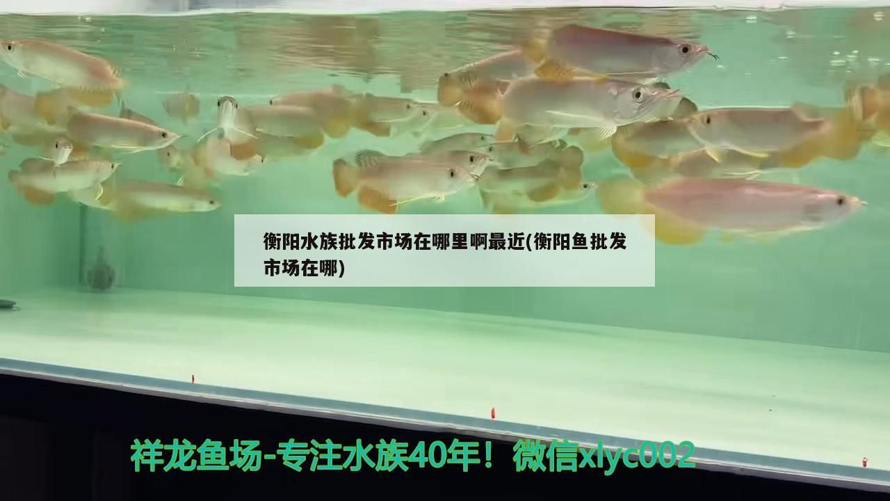 衡陽水族批發市場在哪里啊最近(衡陽魚批發市場在哪)（衡陽水族批發市場）