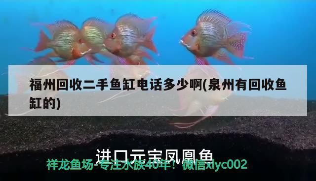 福州回收二手魚缸電話多少啊(泉州有回收魚缸的)（泉州回收二手魚缸電話多少啊） 福州回收二手魚缸電話多少啊(泉州有回收魚缸的)（泉州回收二手魚缸電話多少啊） 觀賞魚百科