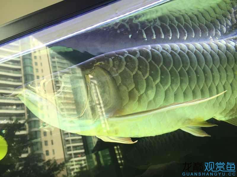 臺(tái)州水族館吃五谷雜糧長(zhǎng)大的龍魚（五谷雜糧長(zhǎng)大的龍魚）