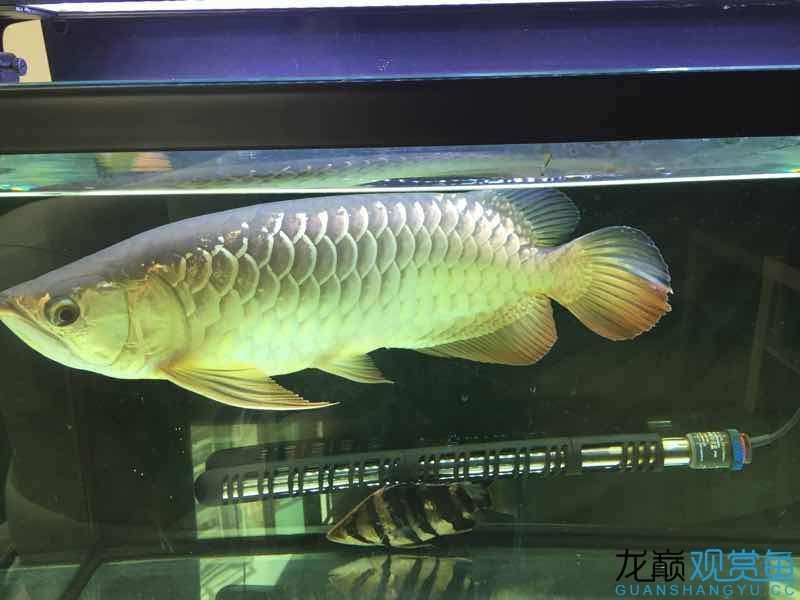 臺(tái)州水族館吃五谷雜糧長(zhǎng)大的龍魚（五谷雜糧長(zhǎng)大的龍魚）