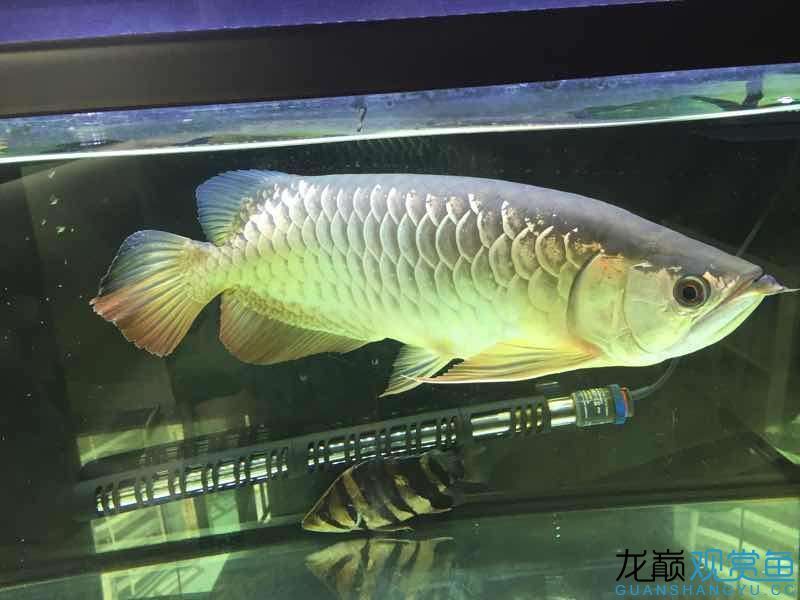 臺(tái)州水族館吃五谷雜糧長(zhǎng)大的龍魚（五谷雜糧長(zhǎng)大的龍魚）