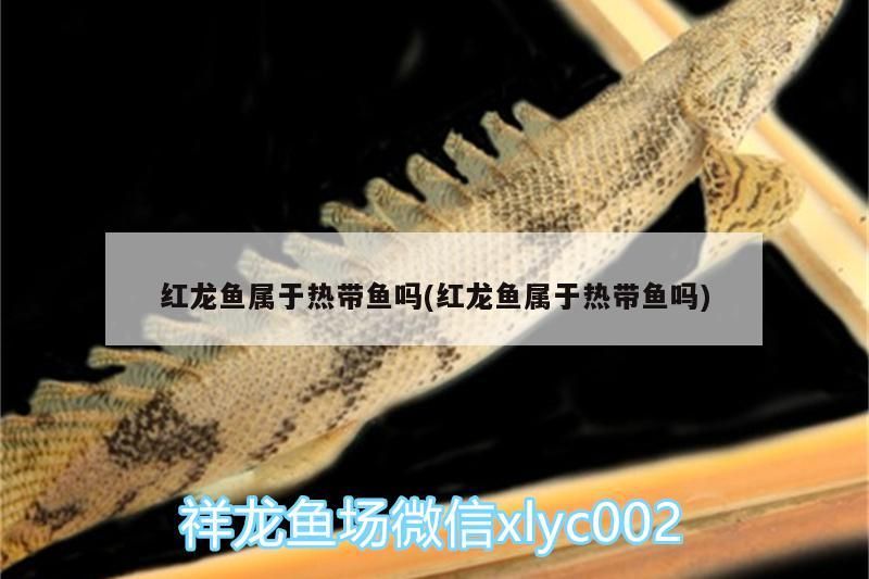 紅龍魚屬于熱帶魚嗎(紅龍魚屬于熱帶魚嗎)（紅龍魚屬于熱帶魚嗎）