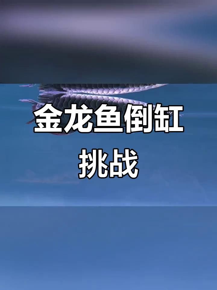 龍魚倒缸注意事項（氧寵博士龍魚趴缸底最忌三種東西纖姿周五龍魚換缸技巧大揭秘）