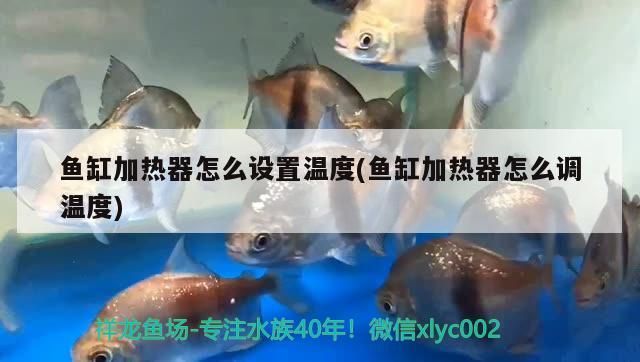 魚缸加熱器怎么設置溫度(魚缸加熱器怎么調溫度)（魚缸加熱器怎么設置溫度）