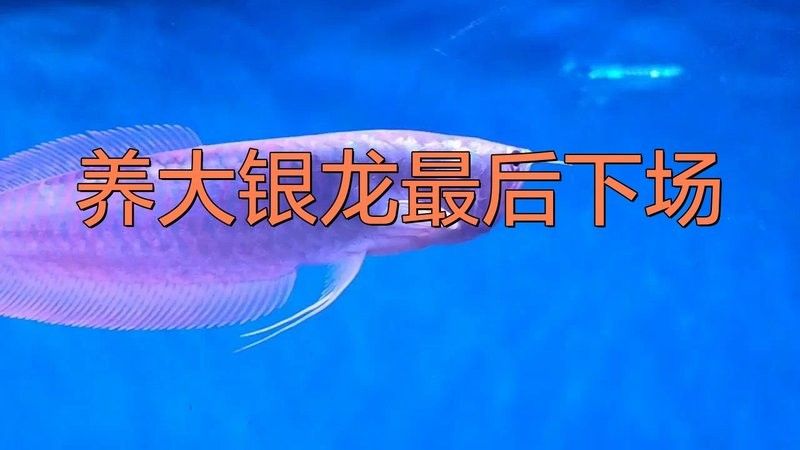 養大銀龍最后下場（養大銀龍最后下場是什么？） 養大銀龍最后下場（養大銀龍最后下場是什么？） 觀賞魚百科 第1張