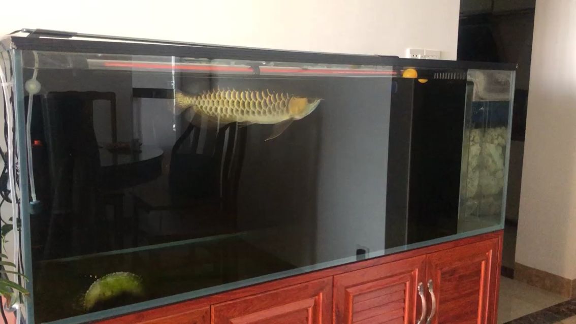 清理魚缸都有什么魚好（ 清理魚缸的小魚有什么）（十大時，選擇哪些魚缸清潔工？）