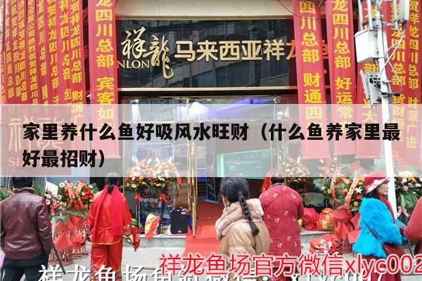 家里養(yǎng)什么魚好吸風(fēng)水旺財（什么魚養(yǎng)家里最好最招財）（家里養(yǎng)什么魚好吸風(fēng)水旺財）