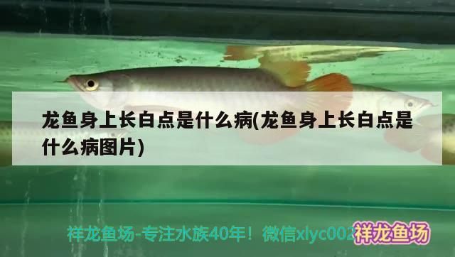 長春哪里做魚缸便宜的好看：長春定做魚缸廠家（長春市藍海水族用品有限公司-設計的魚缸設計）