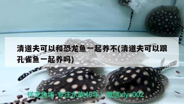 我的虎魚真菌感染了要怎么處理 清道夫可以和恐龍魚一起養不(清道夫可以跟孔雀魚一起養嗎)(清道夫可以和六角龍魚一起養嗎) 觀賞魚百科 清道夫可以和恐龍魚一起養不(清道夫可以跟孔雀魚一起養嗎)(清道夫可以和六角龍魚一起養嗎) 清道夫可以和恐龍魚一起養不(清道夫可以跟孔雀魚一起養嗎)(清道夫可以和六角龍魚一起養嗎) 觀賞魚百科