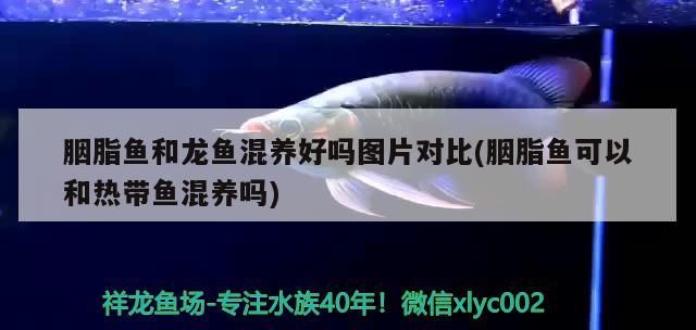 胭脂魚和龍魚混養(yǎng)好嗎圖片對比(胭脂魚可以和熱帶魚混養(yǎng)嗎)（胭脂魚和龍魚混養(yǎng)好嗎）