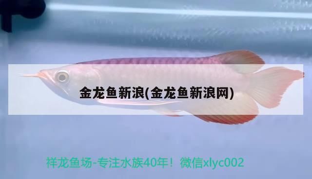 金龍魚新浪(金龍魚新浪網)（金龍魚新浪網）
