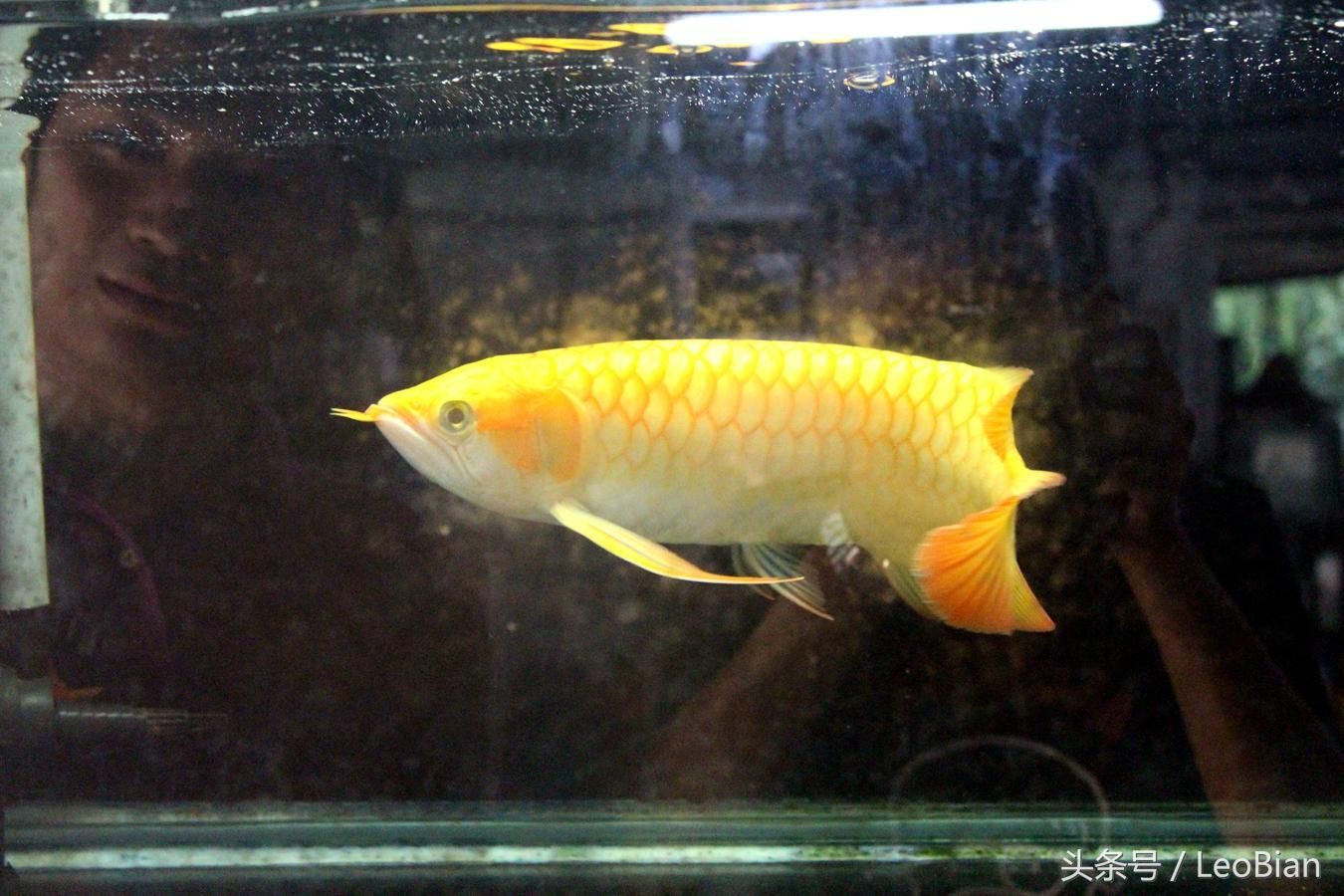 紅龍魚一般能活多久:飼養紅龍長期喂飼料好嗎（紅龍魚一般能活多久？）