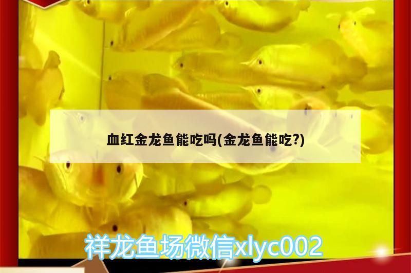 血紅金龍魚能吃嗎(金龍魚能吃?)（血紅金龍魚和血紅金龍魚能吃嗎，血紅金龍魚能吃嗎）