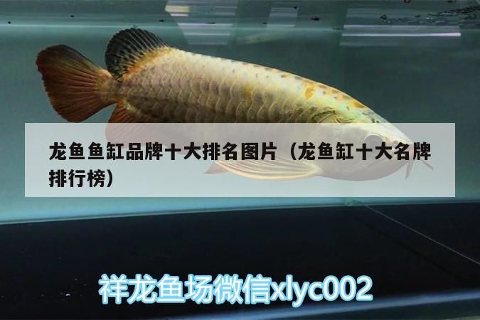 龍魚魚缸品牌十大排名圖片（龍魚缸十大名牌排行榜）（2020年度生態魚缸行業十大品牌榜單：龍魚魚缸十大品牌榜單）