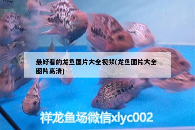 最好看的龍魚圖片大全視頻(龍魚圖片大全圖片高清)（最好看的龍魚圖片大全）