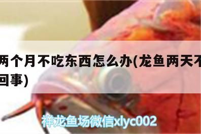 龍魚兩個月不吃東西怎么辦(龍魚兩天不吃食怎么回事)（龍魚兩個月不吃東西怎么辦）