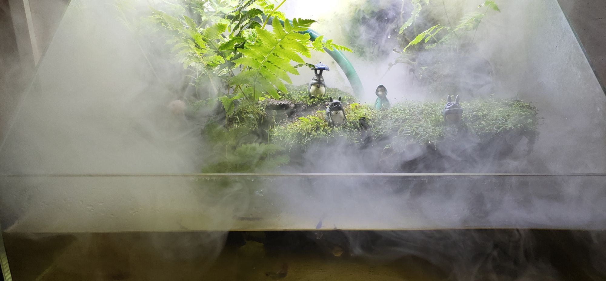 巴彥淖爾觀賞魚市場運(yùn)行兩年多次改造的小缸（巴彥淖爾觀賞魚市場）
