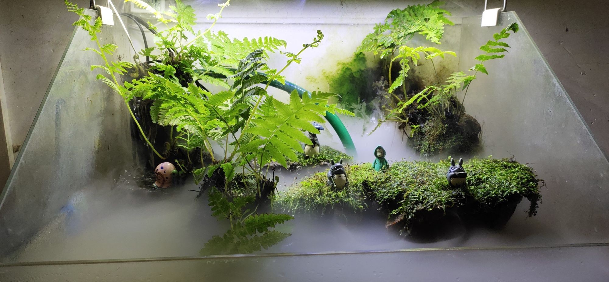 巴彥淖爾觀賞魚市場運(yùn)行兩年多次改造的小缸（巴彥淖爾觀賞魚市場）