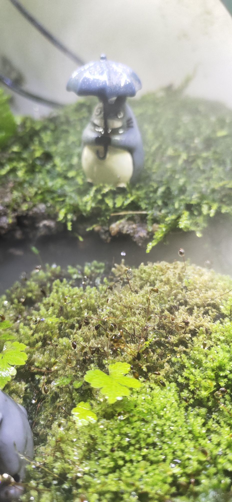 巴彥淖爾觀賞魚市場運(yùn)行兩年多次改造的小缸（巴彥淖爾觀賞魚市場）